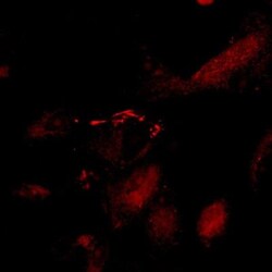 Claudin-5 Antibody (OTI1G4), Novus Biologicals 0.1mL; Unlabeled:Antibodies,
